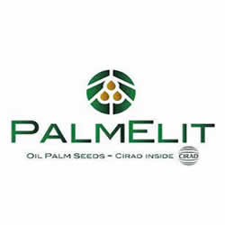 semillas-elite-de-palma-para-las-americas